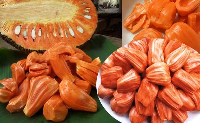 Mít ruột đỏ có nguồn gốc từ Thái Lan và mới được du nhập vào nước ta một vài năm gần đây. Khả năng thích nghi với điều kiện khí hậu nước ta của giống mít khá tốt. Cây ra trái to đều và chất lượng ổn định qua các năm.