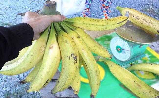 Một cửa hàng đặc sản ở TP.HCM từng bán giống chuối khổng lồ này với giá 20.000 đồng/1 quả.