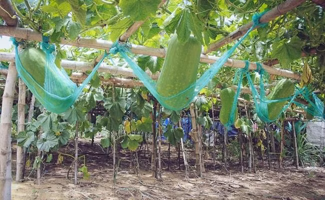 Đến tháng 5 và tháng 6, các quả bí khổng lồ được thu hoạch. Hiện bí đao khổng lồ ở Chánh Trạch đang được bán với giá từ 3.000 - 5.000 đồng/kg.