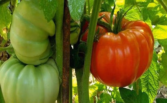 Loại cà chua này có thể trồng trong chậu, thùng xốp với khả năng sinh trưởng nhanh và thời gian thu hoạch dài gấp 3 lần các loại cà chua khác. Chỉ 100 - 120 ngày sau gieo trồng là đã có thể thu hoạch.