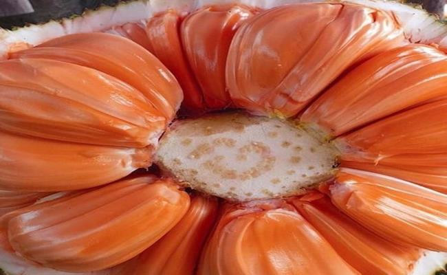 Hương vị của mít ruột đỏ cũng lạ và ngon hơn giống mít thường, múi dày ăn dai và có vị ngọt thanh. Đặc biệt chúng thơm mùi dầu chuối và càng để lâu mít càng đỏ ăn càng ngọt và mềm.