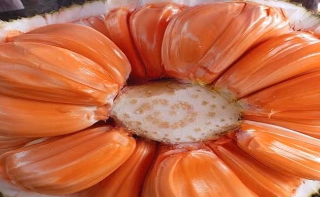 Hương vị của mít ruột đỏ cũng lạ và ngon hơn giống mít thường, múi dày ăn dai và có vị ngọt thanh. Đặc biệt chúng thơm mùi dầu chuối và càng để lâu mít càng đỏ ăn càng ngọt và mềm.