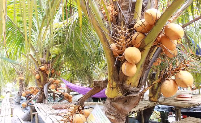 Dừa Adona 2 màu thích nghi tốt ở nhiều môi trường, khả năng kháng bệnh cao, chi phí thấp lại dễ chăm sóc.