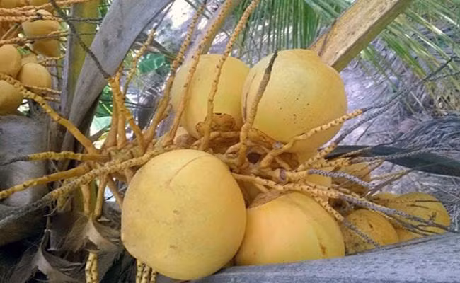 Mỗi buồng dừa Adona cho từ 10 – 20 quả. Nếu buồng ít quả thì mỗi quả nặng khoảng 1.4 –1.7kg, nếu buồng nhiều quả thì trọng lượng mỗi quả khoảng 1.1 – 1.3kg.