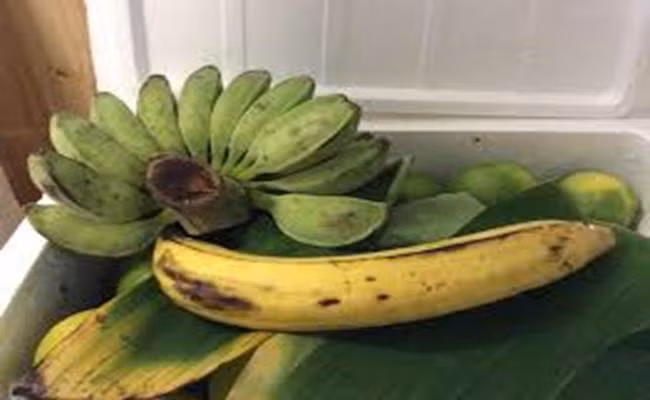 Chuối tá quạ trồng khoảng 8 – 9 tháng thì ra hoa. Một buồng chuối tá quạ thông thường chỉ có 1 – 2 nải, mỗi nải nhiều lắm cũng chỉ được khoảng 10 trái.