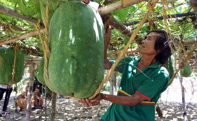 Từ tháng 10 đến tháng 11, người làng Chánh Trạch làm đất gieo hạt, khoảng 1 tháng sau thì làm giàn cho bí leo. Sau Tết Nguyên đán, bí bắt đầu ra quả nên nông dân phải canh để lựa những quả đẹp giữ lại, loại bỏ quả xấu. Mỗi dây chỉ giữ 1 quả bí. Trong quá trình bí lớn, phải buộc dây, làm giá đỡ bên dưới vì cuống quả không đủ sức chịu đựng những trái bí quá nặng.