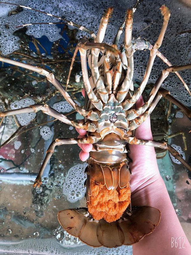 Tom hum om trung nhay 'tanh tach' gia chi 450.000 dong/kg