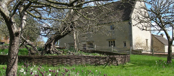 Cay tao cua Newton gan 400 tuoi van ra qua-Hinh-2