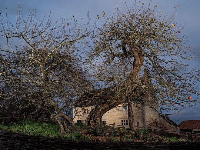 Cay tao cua Newton gan 400 tuoi van ra qua-Hinh-4