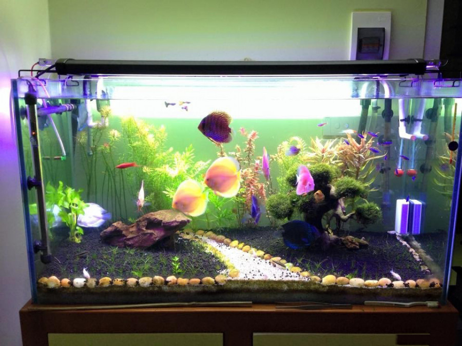 Phong thủy khi nuôi cá giúp gia chủ xua đuổi vận xui, dễ phát tài Phong thuy khi nuoi ca giup gia chu xua duoi van xui, de phat tai