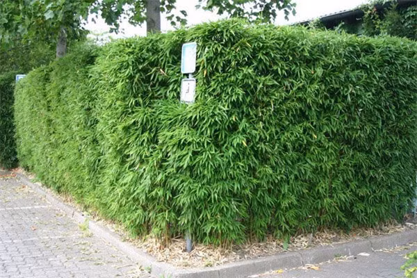 Cay trong hang rao tuyet dep de nha 