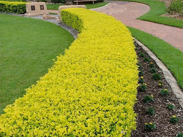 Cay trong hang rao tuyet dep de nha 