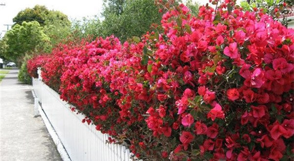 Cay trong hang rao tuyet dep de nha 