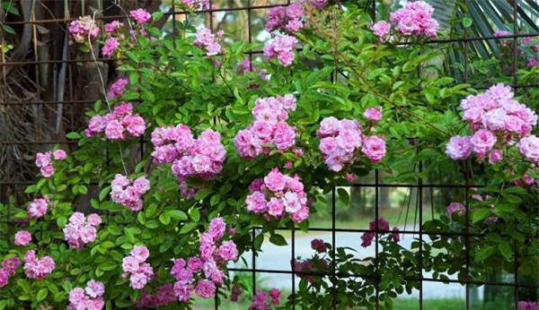 Cay trong hang rao tuyet dep de nha 