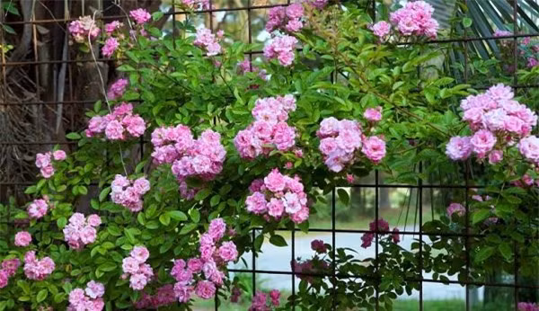 Cay trong hang rao tuyet dep de nha 