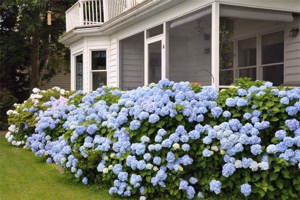 Cay trong hang rao tuyet dep de nha 