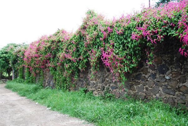 Cay trong hang rao tuyet dep de nha 