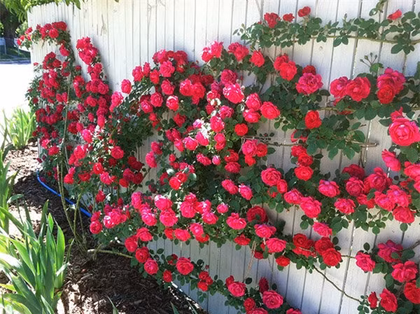 Cay trong hang rao tuyet dep de nha 