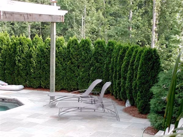 Cay trong hang rao tuyet dep de nha 