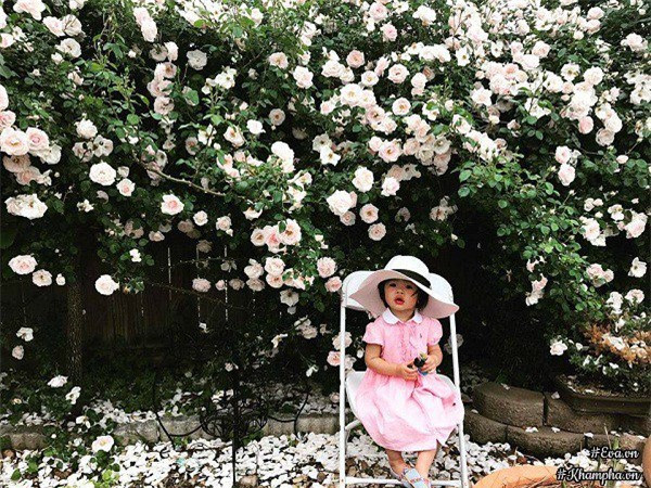 Cay trong hang rao tuyet dep de nha 