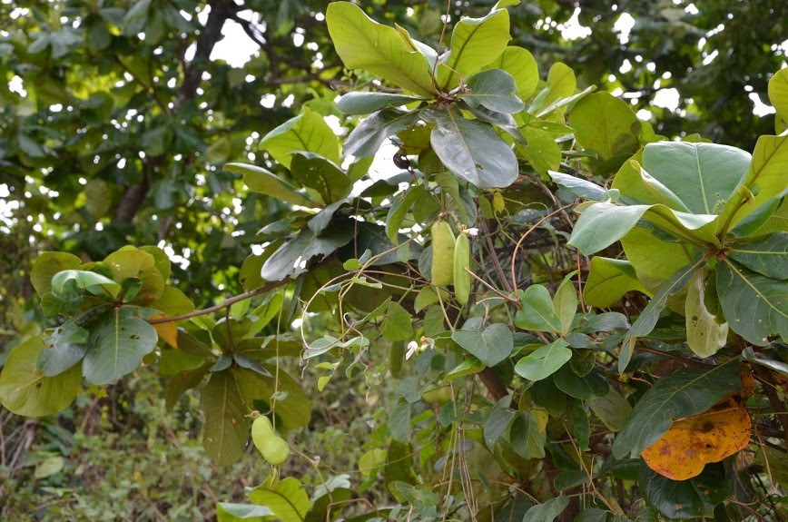 Chuyen rung minh xung quanh viec boc mo-Hinh-2