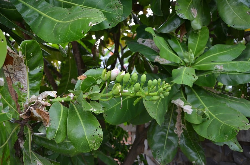 Chuyen rung minh xung quanh viec boc mo