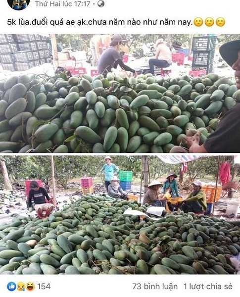 Xoai rot gia, chi con 10.000 dong 3kg cung khong ai mua-Hinh-2