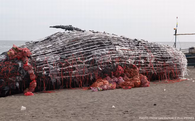 Ca voi khong lo chet dat bo bien-Hinh-4