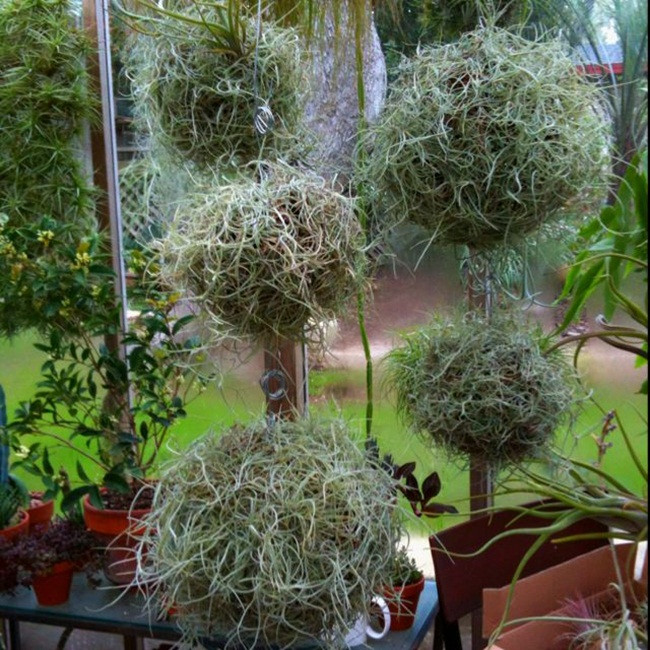 Cây lạ treo ngược vẫn sống có công dụng đặc biệt bán 'hốt bạc' - Hình 4 Cay la treo nguoc van song co cong dung dac biet ban 'hot bac'-Hinh-4