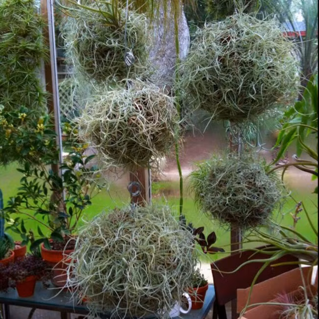 Cây lạ treo ngược vẫn sống có công dụng đặc biệt bán 'hốt bạc' - Hình 4 Cay la treo nguoc van song co cong dung dac biet ban 'hot bac'-Hinh-4