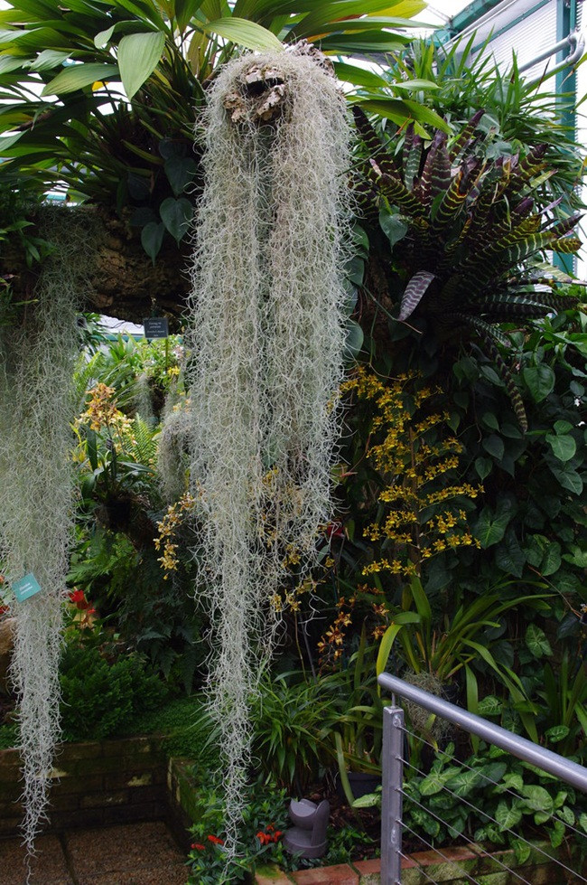 Cây lạ treo ngược vẫn sống có công dụng đặc biệt bán 'hốt bạc' - Hình 10 Cay la treo nguoc van song co cong dung dac biet ban 'hot bac'-Hinh-10