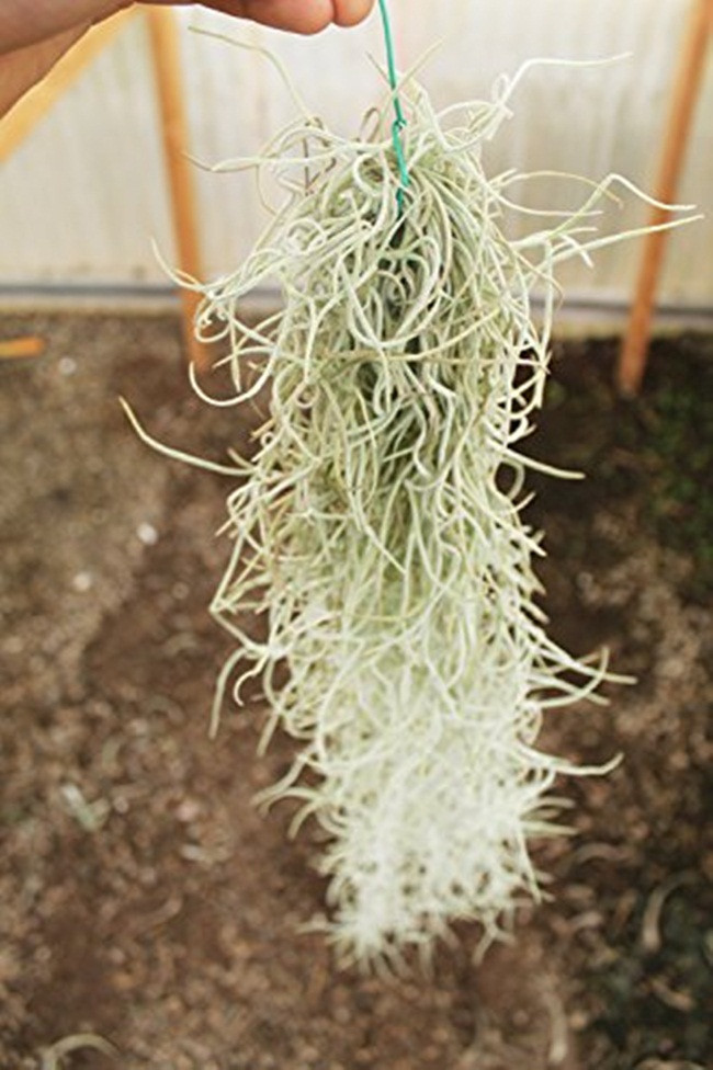 Cay la treo nguoc van song co cong dung dac biet ban 'hot bac'