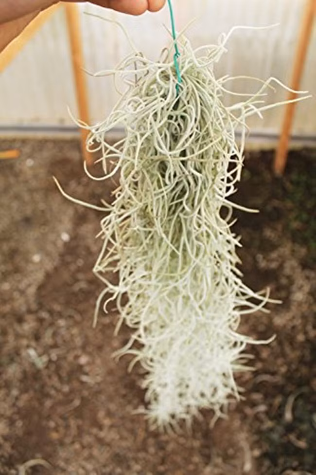 Cay la treo nguoc van song co cong dung dac biet ban 'hot bac'