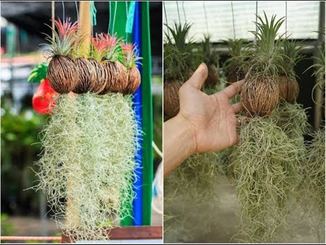 Cây lạ treo ngược vẫn sống có công dụng đặc biệt bán 'hốt bạc' - Hình 6 Cay la treo nguoc van song co cong dung dac biet ban 'hot bac'-Hinh-6