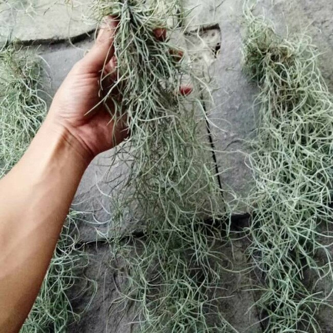 Cây lạ treo ngược vẫn sống có công dụng đặc biệt bán 'hốt bạc' - Hình 9 Cay la treo nguoc van song co cong dung dac biet ban 'hot bac'-Hinh-9