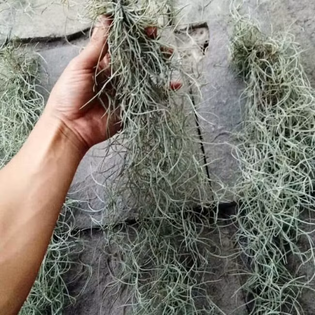 Cây lạ treo ngược vẫn sống có công dụng đặc biệt bán 'hốt bạc' - Hình 9 Cay la treo nguoc van song co cong dung dac biet ban 'hot bac'-Hinh-9