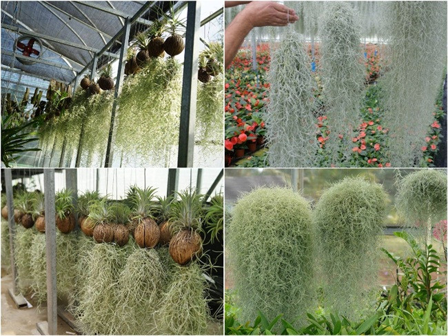 Cây lạ treo ngược vẫn sống có công dụng đặc biệt bán 'hốt bạc' - Hình 3 Cay la treo nguoc van song co cong dung dac biet ban 'hot bac'-Hinh-3