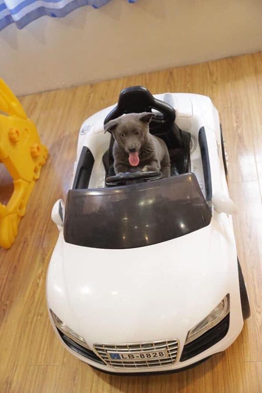 Chu cho Viet bong nhien noi tieng khap the gioi-Hinh-14