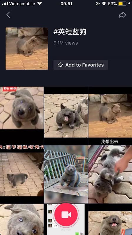 Chu cho Viet bong nhien noi tieng khap the gioi-Hinh-12