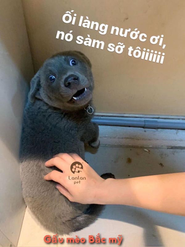 Chu cho Viet bong nhien noi tieng khap the gioi-Hinh-10