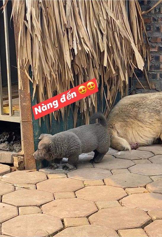 Chu cho Viet bong nhien noi tieng khap the gioi-Hinh-7