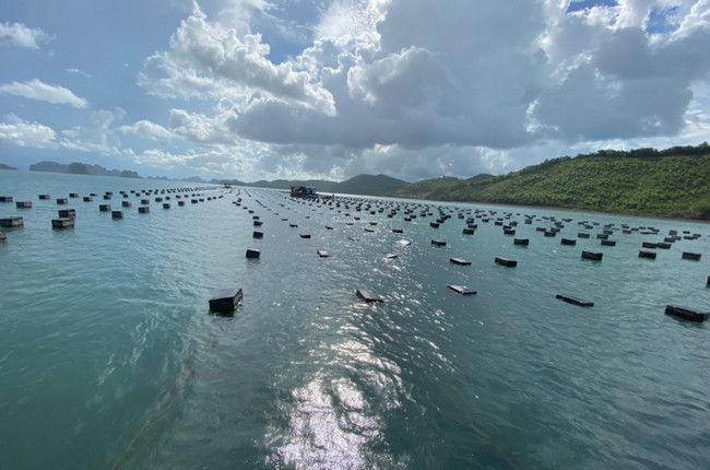 Hàu sữa giá rẻ chưa từng có, dân mạng thi nhau giải cứu Hau sua gia re chua tung co, dan mang thi nhau giai cuu