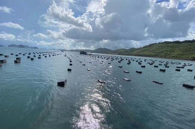 Hau sua gia re chua tung co, dan mang thi nhau giai cuu