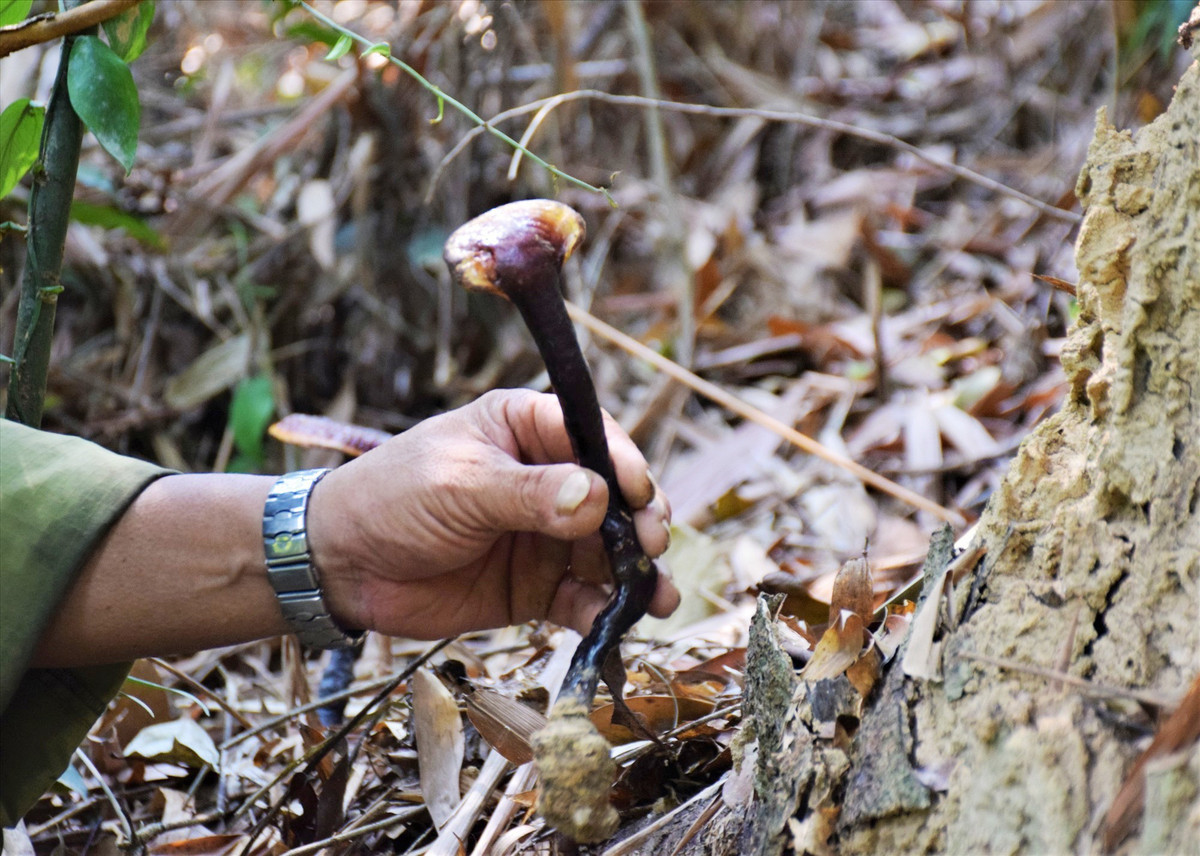 Nghe san nam quy giua rung Nam Giang cua nguoi dan xu Quang-Hinh-4