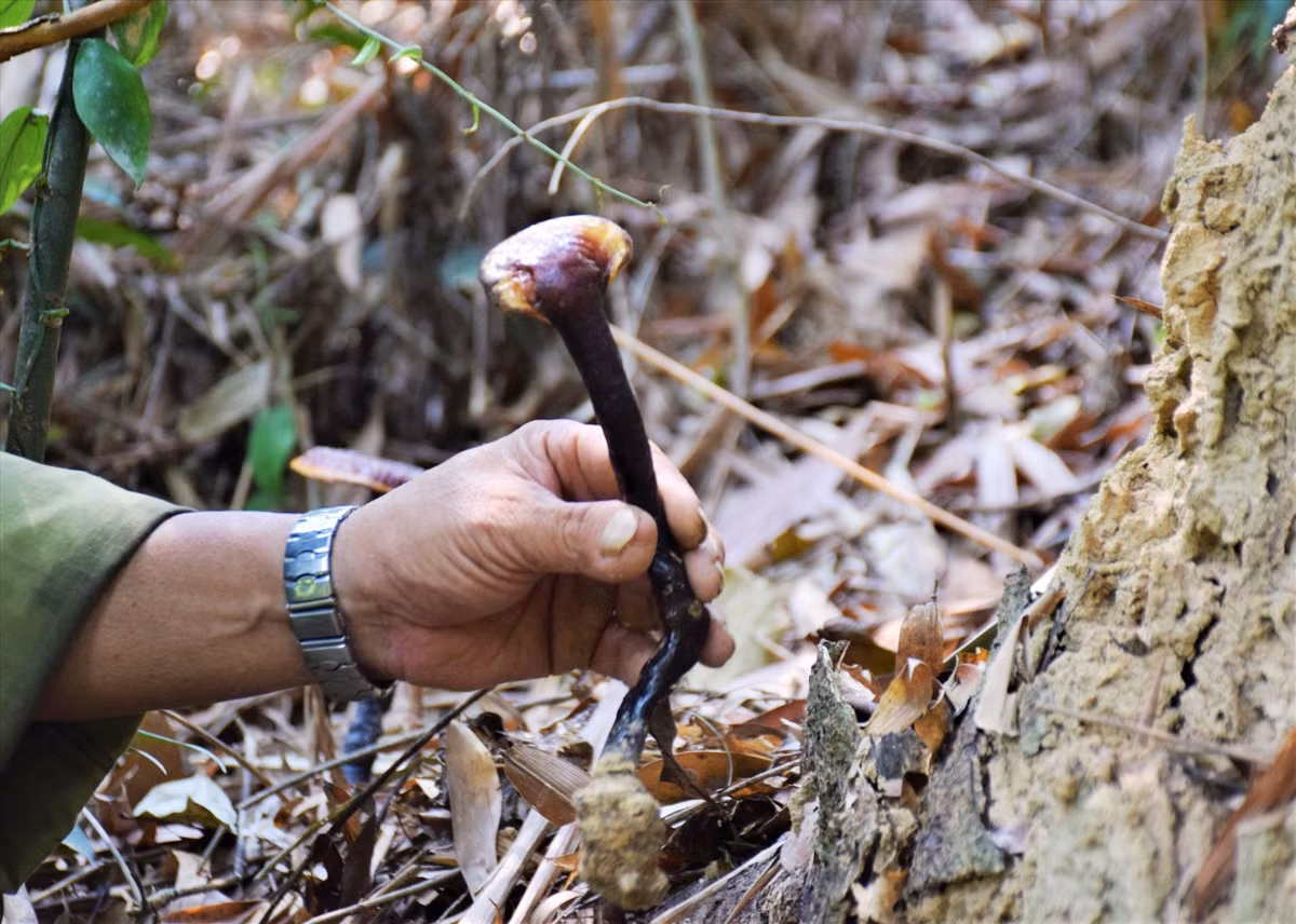 Nghe san nam quy giua rung Nam Giang cua nguoi dan xu Quang-Hinh-4