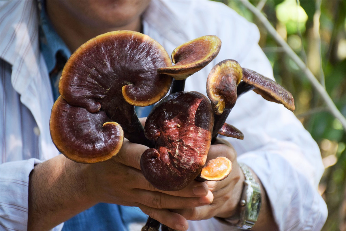 Nghe san nam quy giua rung Nam Giang cua nguoi dan xu Quang-Hinh-5