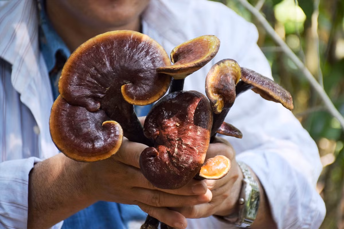 Nghe san nam quy giua rung Nam Giang cua nguoi dan xu Quang-Hinh-5