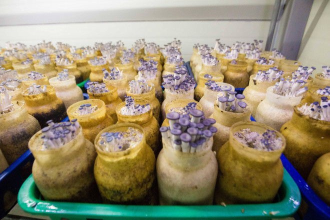 Lam nam, am than - anh nong dan thu ve 35 ty dong/nam-Hinh-4