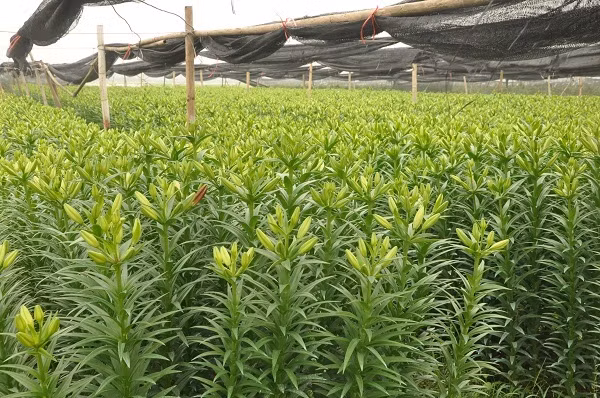 Gia hoa ly 're nhu cho', nong dan Tay Tuu khoc rong tren 'dong no'-Hinh-2