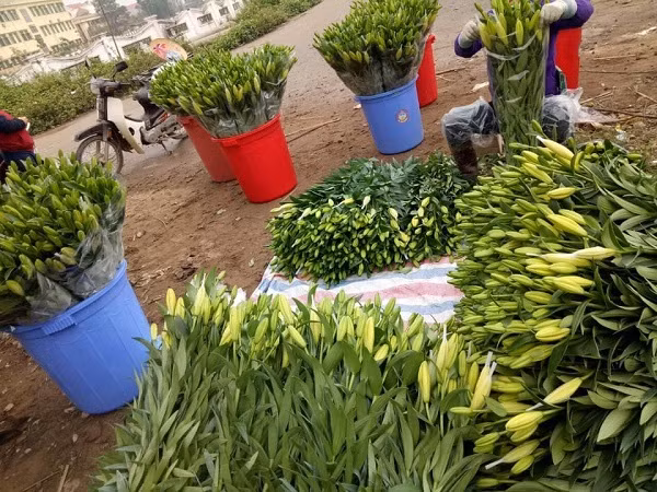 Gia hoa ly 're nhu cho', nong dan Tay Tuu khoc rong tren 'dong no'-Hinh-4